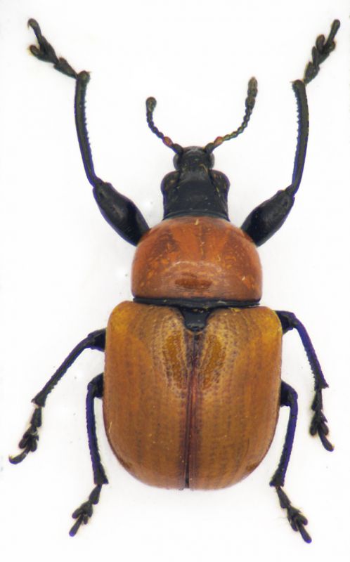 Curculionide 2.jpg