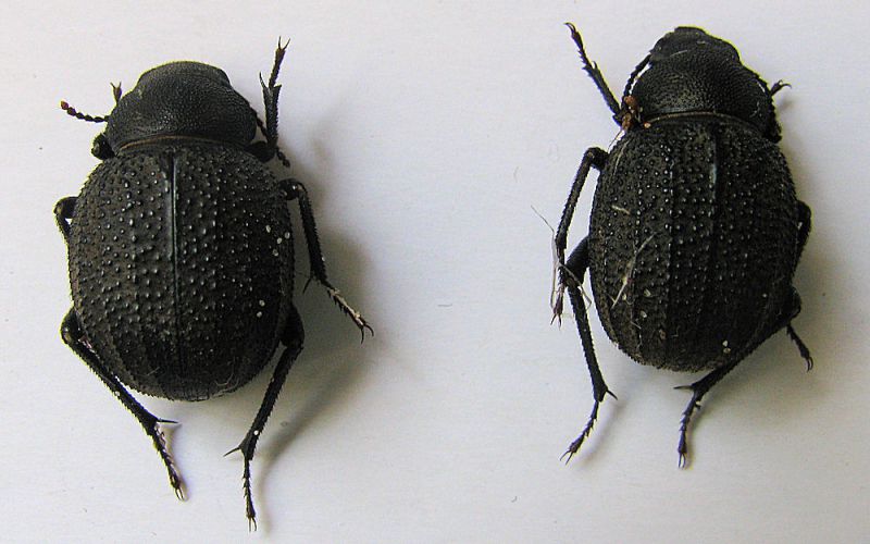 Pimelia mittrei . K. Haim.24.10.2011.jpg