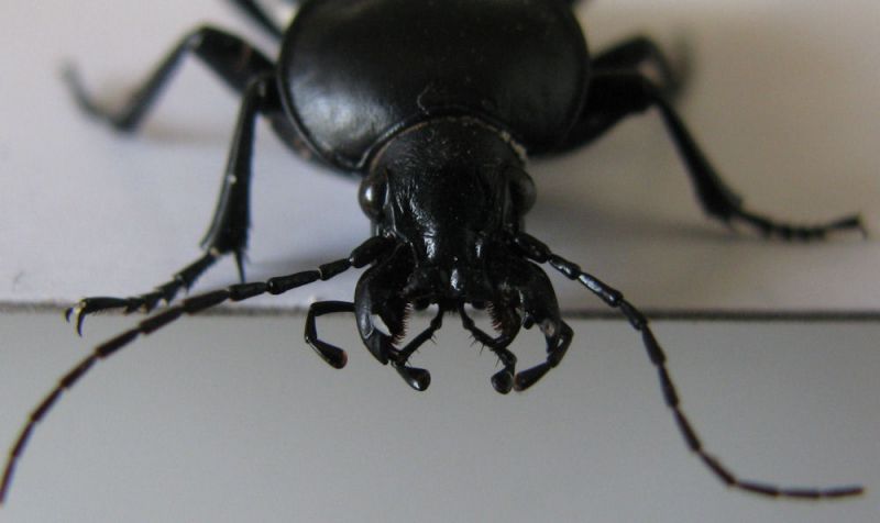 Carabus impressus carmelita Kiryat Haim_2 24.10.2011.jpg