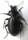Carabus impressus carmelita Kiryat Haim 24.10.2011.jpg