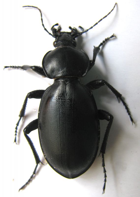 Carabus impressus carmelita Kiryat Haim 24.10.2011.jpg