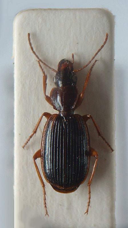 Cymindis-1.jpg