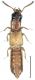 Planeustomus kahri Kraatz, 1857.jpg