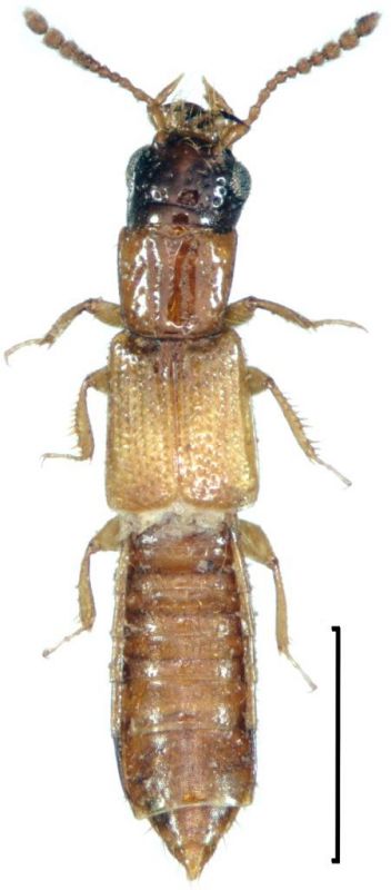 Planeustomus kahri Kraatz, 1857.jpg