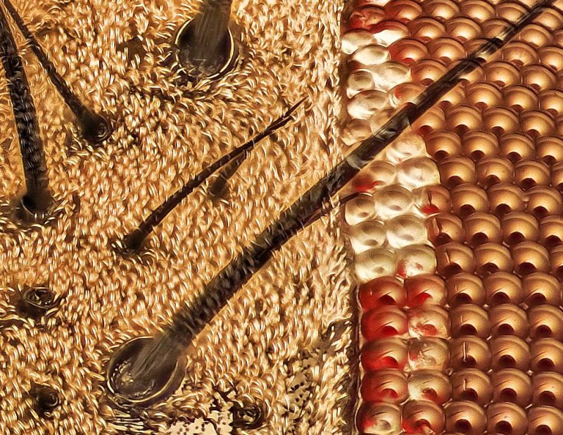 mosca1_crop.jpg