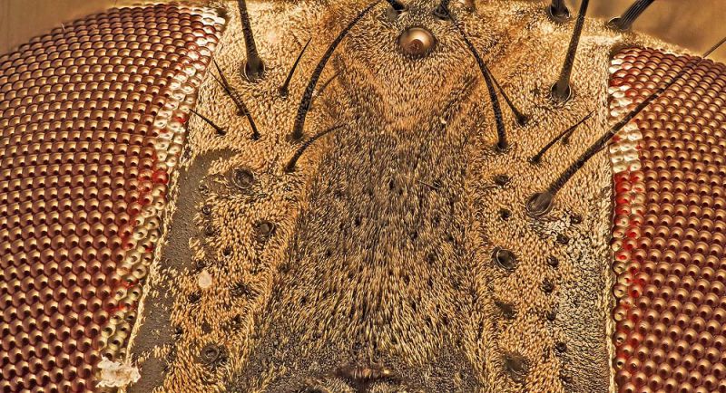 mosca1_1000.jpg