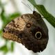 Caligo telamonius memnon X.jpg