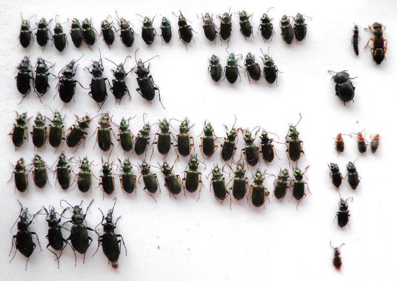 Lisert 25 - III - 2012 001.jpg