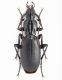 Carabidae sp.4 L. 20.5 mm- Bosnia - Zelengora - Agosto 2011.jpg