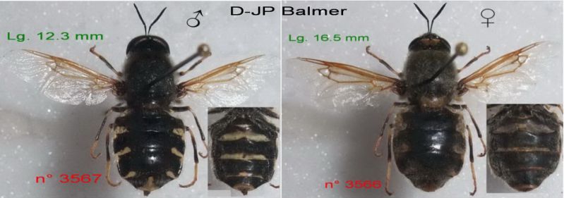 Stratiomys singularior (F) n° 3566 F + 3567 M - Forum.jpg