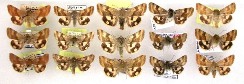 Heliothis.JPG