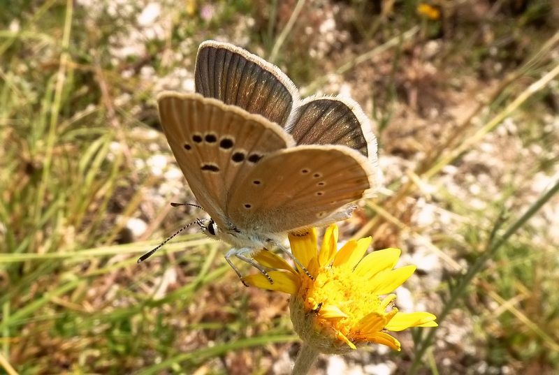 Coscerno 10 07.jpg