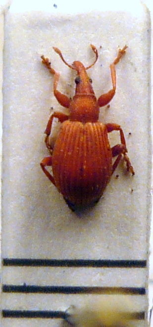 Apion sp pu.JPG