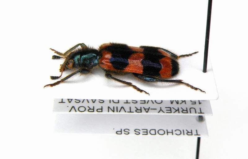 Trichodes sp. - Turkey - Artvin Prov.- 15 km Ovest di Savsat -19-VIII-2004-Leg. Sandel Franco_02.JPG