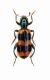 Trichodes sp. - Turkey - Artvin Prov.- 15 km Ovest di Savsat - 16-VIII-2002 - Leg. Sandel Franco_01.JPG