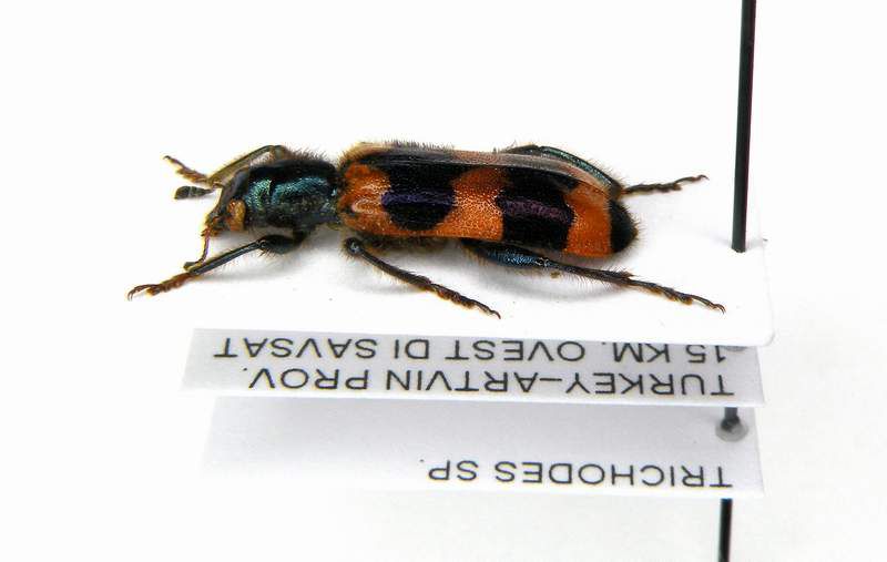 Trichodes sp. - Turkey - Artvin Prov.- 15 km Ovest di Savsat - 16-VIII-2002 - Leg. Sandel Franco_02.JPG