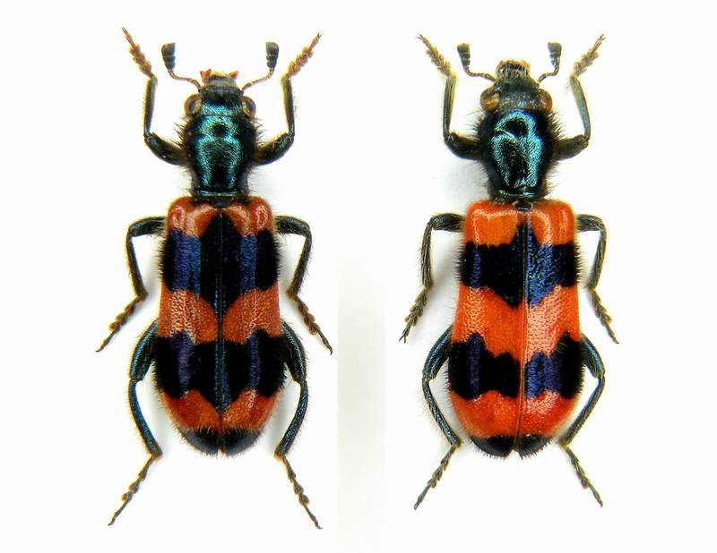 Trichodes sp. di Savsat e Trichodes apiarius di Miane.JPG