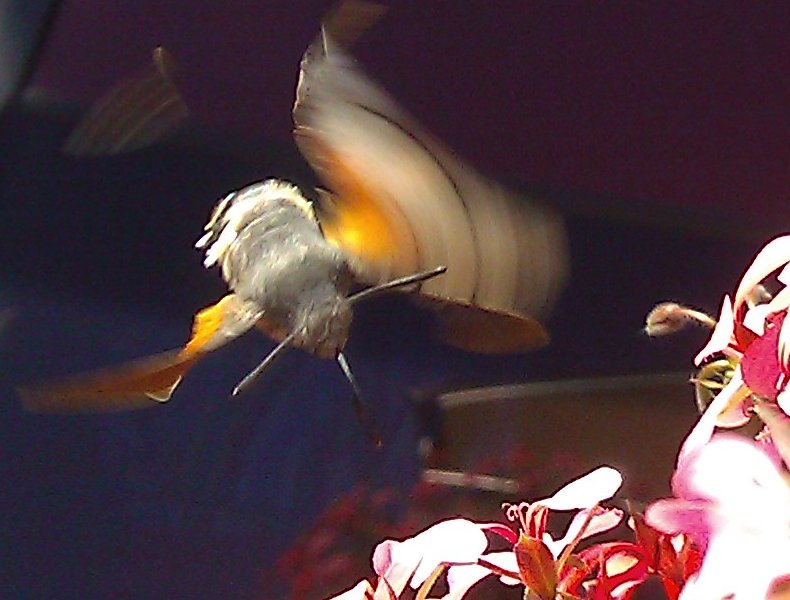 Insetto su gerani 02.jpg