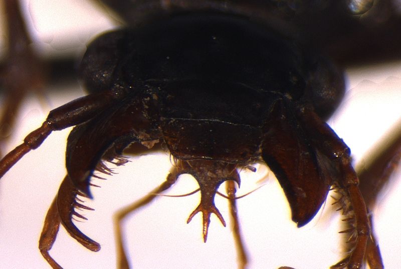 Leistus_fulvibarbis_Desulo_05Sett06_TrapCaduta(2).jpg