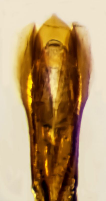 EMARGINATUS 2 ingrandito.jpg